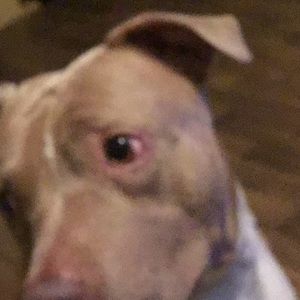 Meet your Posher, Sam